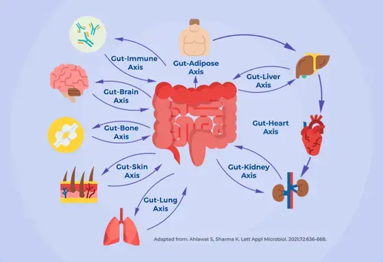 Gut Organ System