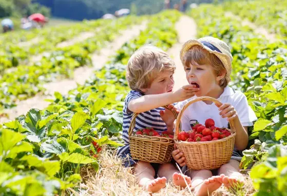 Healthy eating linked to kids' happiness  (news)