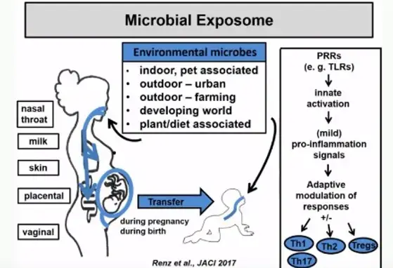 The Role of the Gut Microbiome in Early Immune Development and Allergies (videos)