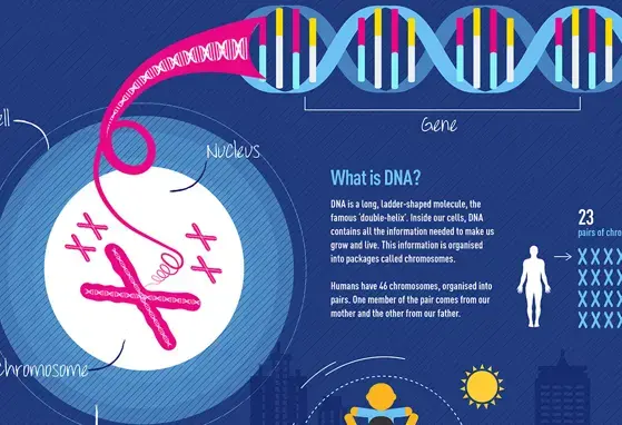 Epigenetics (infographics)