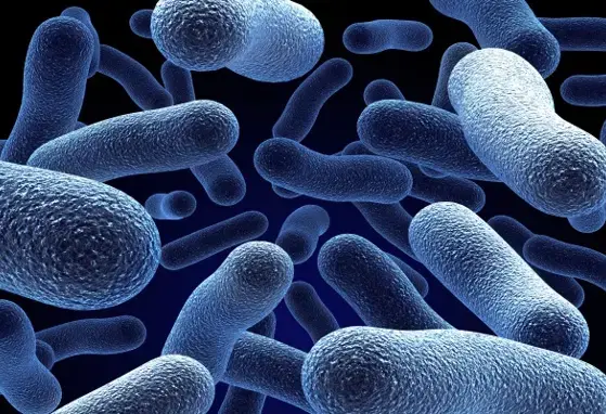 gut microbiota directly shapes human immune system