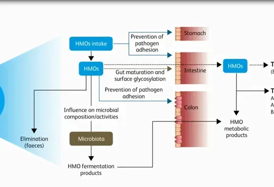 Video Teaser: Human Milk Oligosaccharides: just a Sugar or Nature’s secret Weapon (videos)