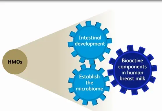 Video Teaser: Human Milk Oligosaccharides and Neonatal Immunity (videos)