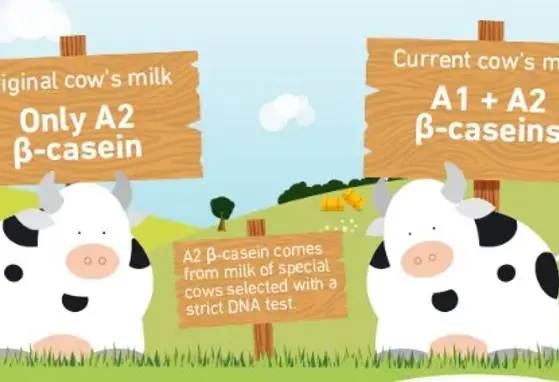 What is A2 Milk?  (infographics)