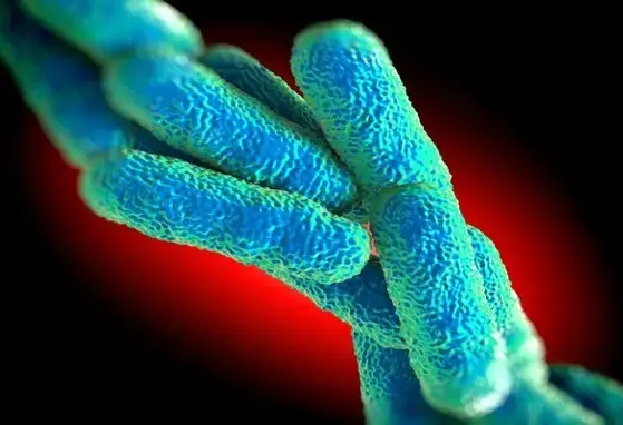 How and why microbes promote and protect against stress (news)