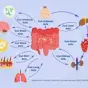 Gut Organ System