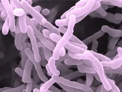 Breakthrough study identifies novel infant gut bacteria